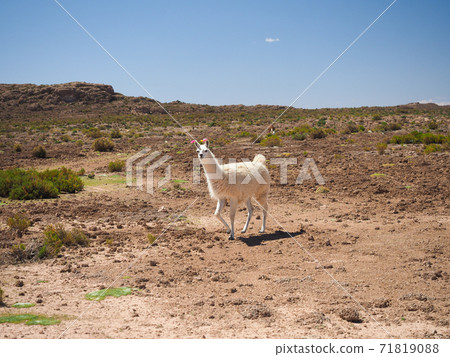 <Bolivia> Llama (Llamas Jama) 71819088