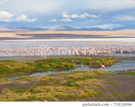 <Bolivia> Wild flamingos eating food <Bolivia> Wild flamingos eating food 71819094