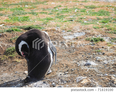 <巴塔哥尼亞>智利野生麥哲倫企鵝（攝於二月） 71819100
