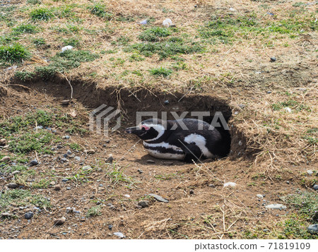 <巴塔哥尼亞>智利野生麥哲倫企鵝（攝於二月） 71819109