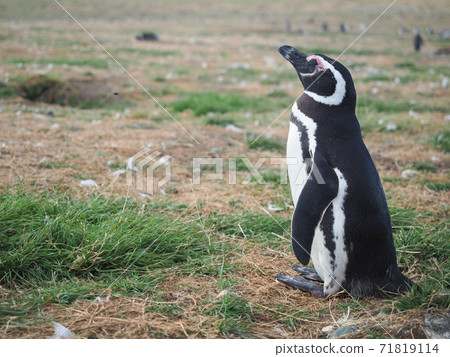 <Patagonia> Chilean wild magellanic penguins (photographed in February) <Patagonia> Chilean wild magellanic penguins (photographed in February) 71819114