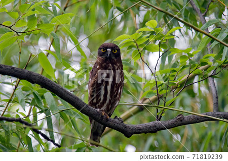 The boobook is on a branch and alert 71819239