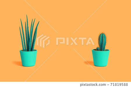 Two cacti on pastel terracotta orange background in mint pots 71819588