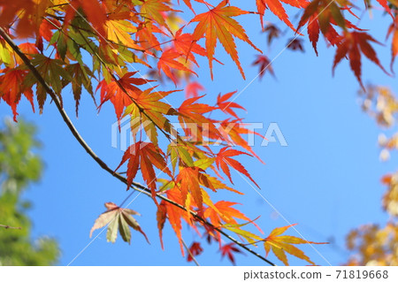Autumn leaves Autumn leaves 71819668