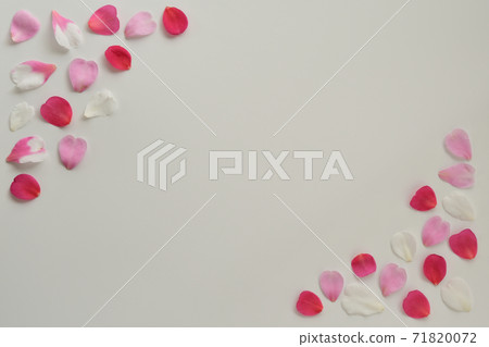 Sasanqua petals white background Sasanqua petals white background 71820072