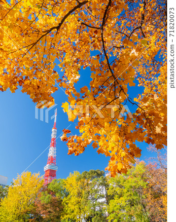 November Minato-ku, Tokyo Autumn leaves at Tokyo Tower and Shiba Park November Minato-ku, Tokyo Autumn leaves at Tokyo Tower and Shiba Park 71820073