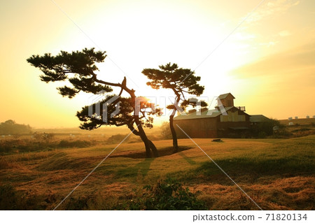 Morning light at the ranch, Anseong Ranch Morning light at the ranch, Anseong Ranch 71820134