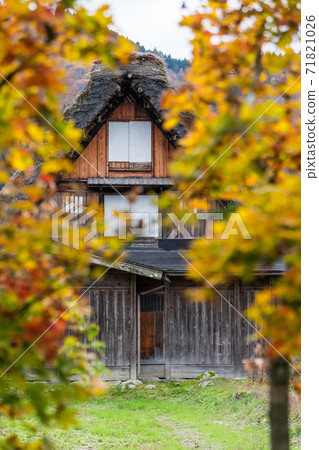 [Autumn leaves Shirakawa-go Gassho-zukuri village] 71821026