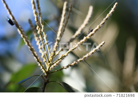 Lithocarpus glaber (Ass deep oak) flower 71821698