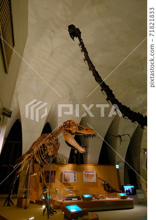 Dinosaur skeleton specimen at the Natural History Museum Dinosaur skeleton specimen at the Natural History Museum 71821833