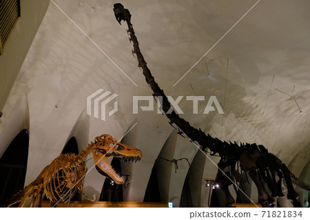 Dinosaur skeleton specimen at the Natural History Museum Dinosaur skeleton specimen at the Natural History Museum 71821834