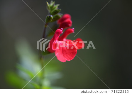 緋紅丹參微絲 71822315