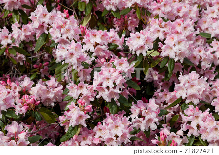 Pink Azalea Pink Azalea 71822421