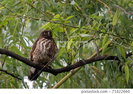 Boobies perching on a branch and opening their eyes Boobies perching on a branch and opening their eyes 71822660