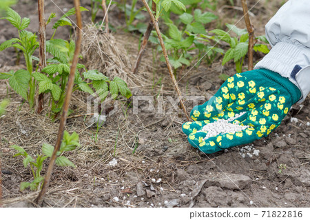 Farmer's hand dressed in a glove giving chemical fertilizer Farmer's hand dressed in a glove giving chemical fertilizer 71822816