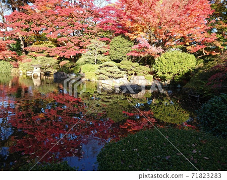 Garden which leaves in the autumn leaves maple park 71823283