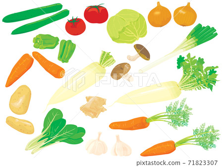 常用標準蔬菜的插圖（胡蘿蔔，蘿蔔，白菜，土豆，黃瓜，西紅柿，大蒜等） 71823307