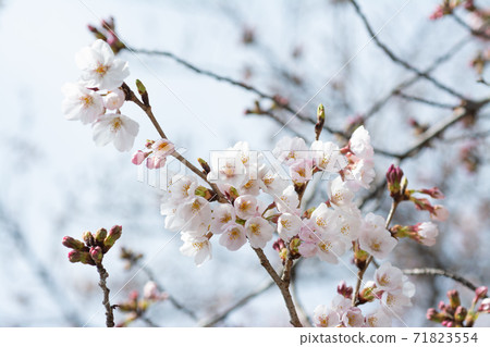 Cherry blossoms on the Onda River in fine weather Cherry blossoms on the Onda River in fine weather 71823554