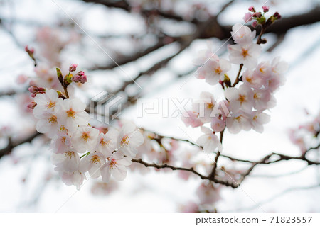 Cherry blossoms on the Onda River in fine weather Cherry blossoms on the Onda River in fine weather 71823557