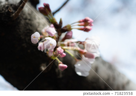 恩田河上的櫻花芽 恩田河上的櫻花芽 71823558