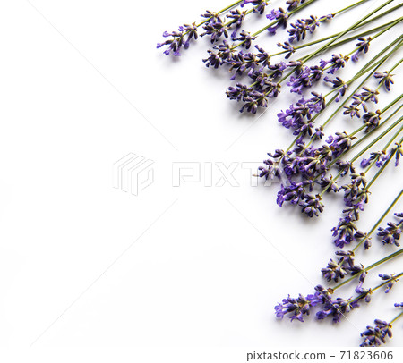 Fresh flowers of lavender bouquet, top view on white background Fresh flowers of lavender bouquet, top view on white background 71823606
