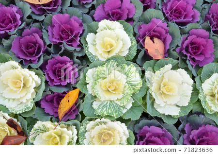 Habotan 綠葉牡丹 照片素材 圖片 圖庫