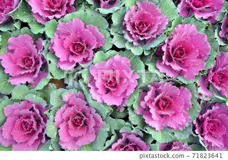 Habotan (leafy peony) 71823641