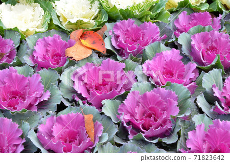 Habotan (leafy peony) Habotan (leafy peony) 71823642