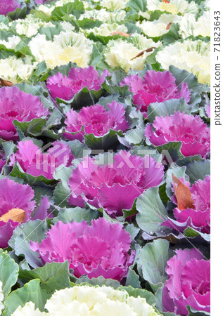 Habotan 綠葉牡丹 照片素材 圖片 圖庫