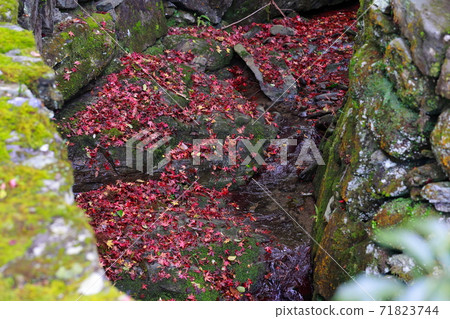 Fallen leaves  71823744