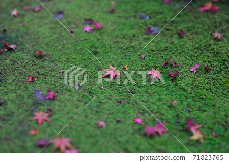Fallen leaves  71823765