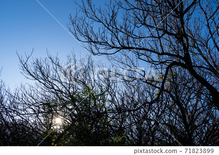 Silhouette of plum grove that fell under the blue sky in the evening of late autumn a-1 Silhouette of plum grove that fell under the blue sky in the evening of late autumn a-1 71823899
