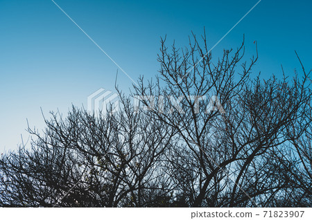 Silhouette of plum grove that fell under the blue sky in the evening of late autumn c-3 film style 71823907