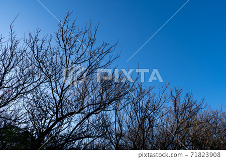 Silhouette of plum grove that fell under the blue sky in the evening of late autumn d-1 Silhouette of plum grove that fell under the blue sky in the evening of late autumn d-1 71823908
