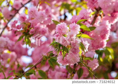 pink cherry blossom in spring time. lush flowers sakura on branches in morning light. beautiful nature background 71824012