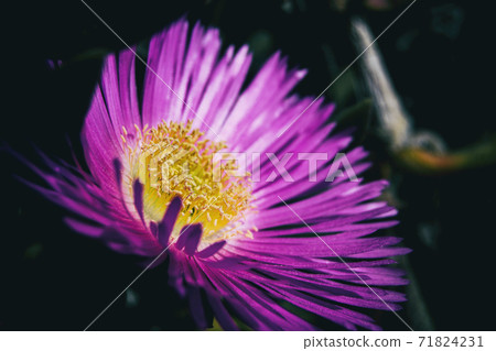 Macro of a carpobrotus flower with pink petals and yellow stamens 71824231