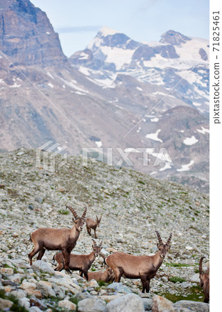 Alpine goats ibex in their natural habitat, high in the rocky mountains 71825461