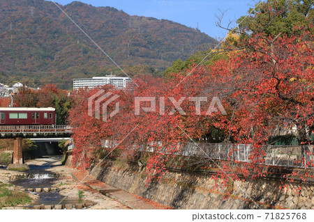 在秋天的落葉附近行駛的通勤火車在藍天下 71825768