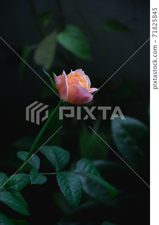 Light orange rose vuvuzela flower in full bloom on green leaf background nature. 71825845