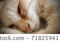 睡貓 71825941
