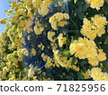 Mockow玫瑰黃 71825956