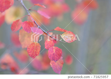 Reddened aspen leaves on a branch. 71825957