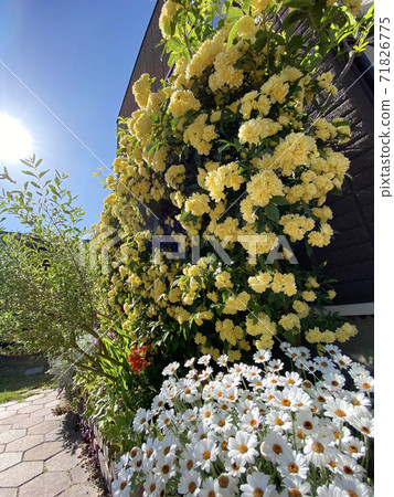 Mokkobara和Rhodan Semum Mokkobara和Rhodan Semum 71826775