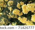 Mockow玫瑰黃 71826777