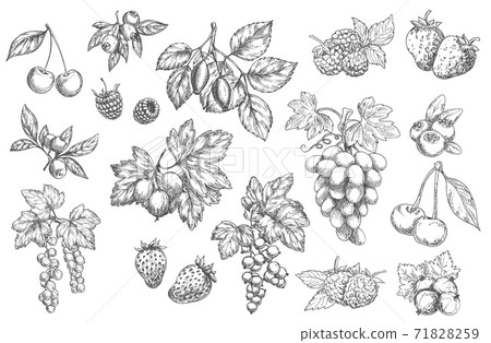 Sketch berries vector hand drawn icons, labels set Sketch berries vector hand drawn icons, labels set 71828259