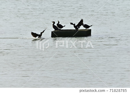 At high tide on tidal flats 71828785