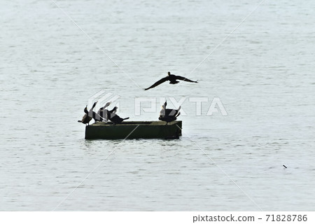 在漲潮時在潮灘上 71828786