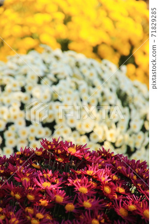 Gorgeous dome chrysanthemum Gorgeous dome chrysanthemum 71829285
