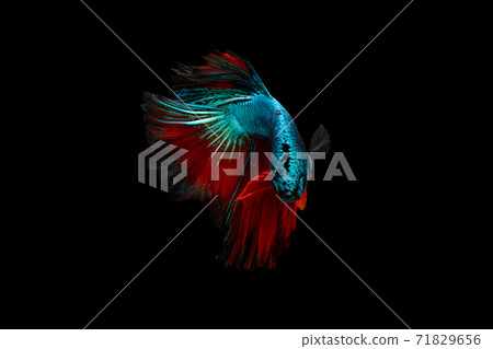 Swimming Action of Half moon blue and red betta isolated on black background 71829656