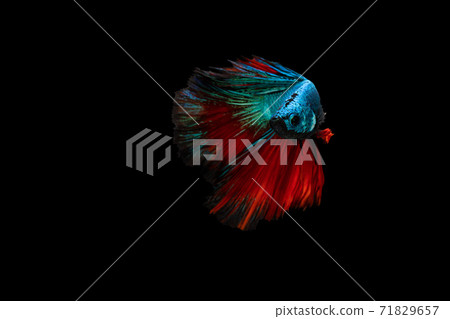 Swimming Action of Half moon blue and red betta isolated on black background Swimming Action of Half moon blue and red betta isolated on black background 71829657